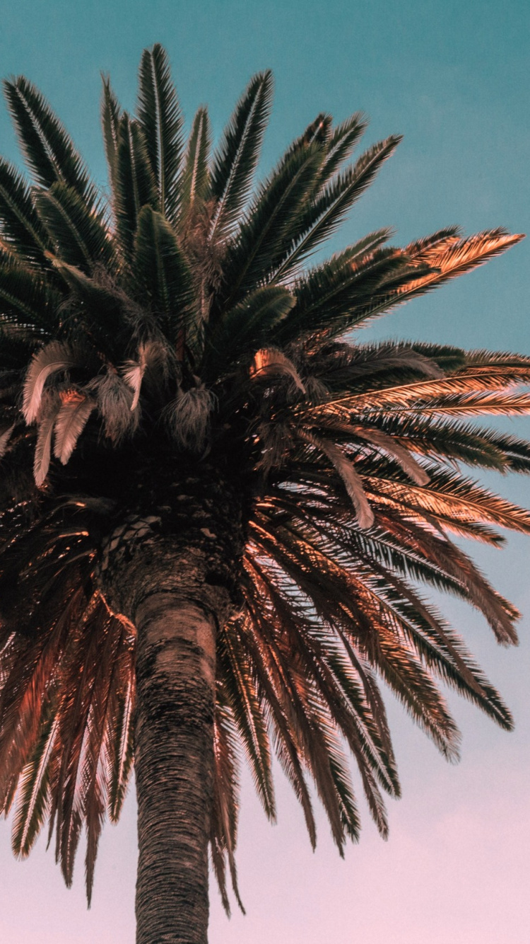 Palmera Verde Bajo un Cielo Azul Durante el Día. Wallpaper in 750x1334 Resolution