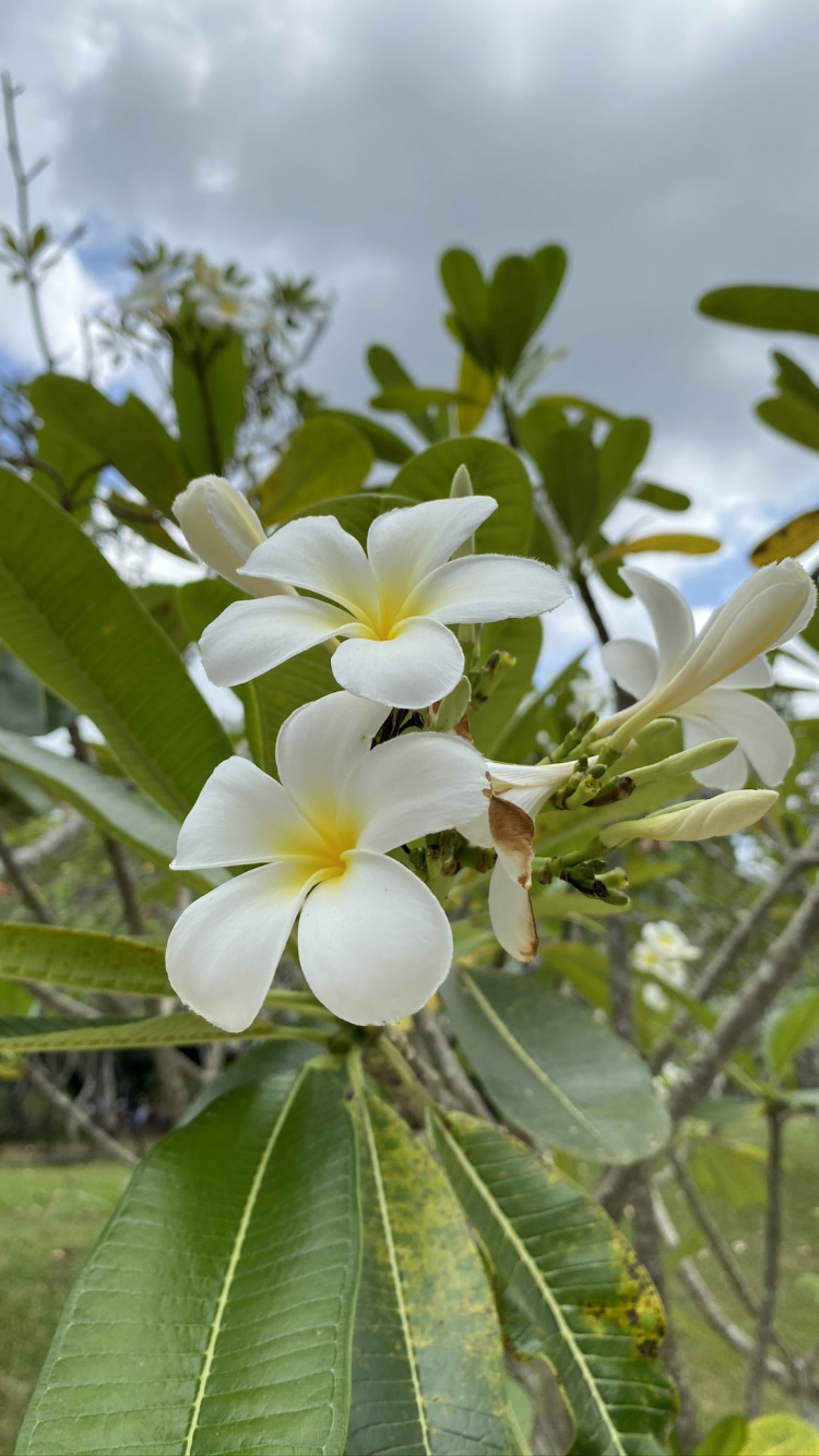 Flora, Physics, Science, Daytime, Petal. Wallpaper in 750x1334 Resolution