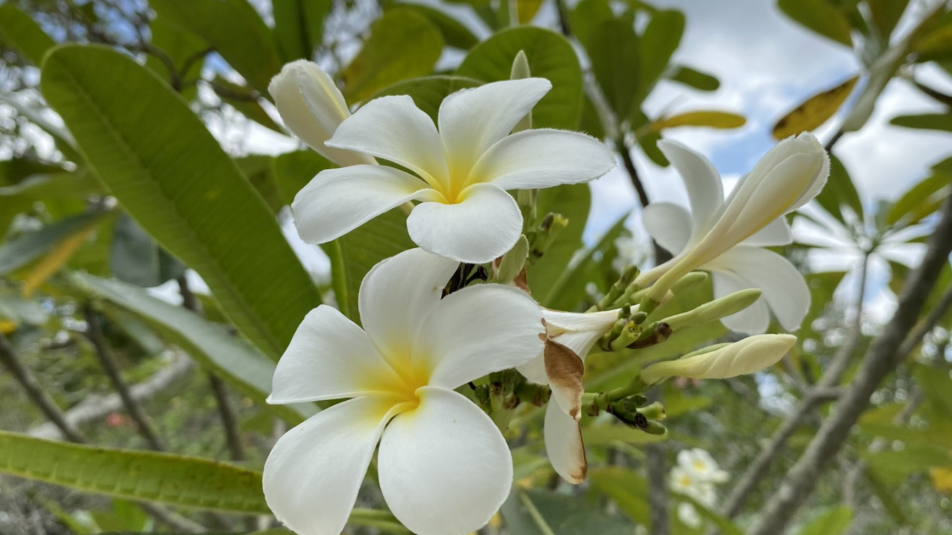 菌群, 物理学, 科学, 陆地上的植物, 弹簧 壁纸 1366x768 允许