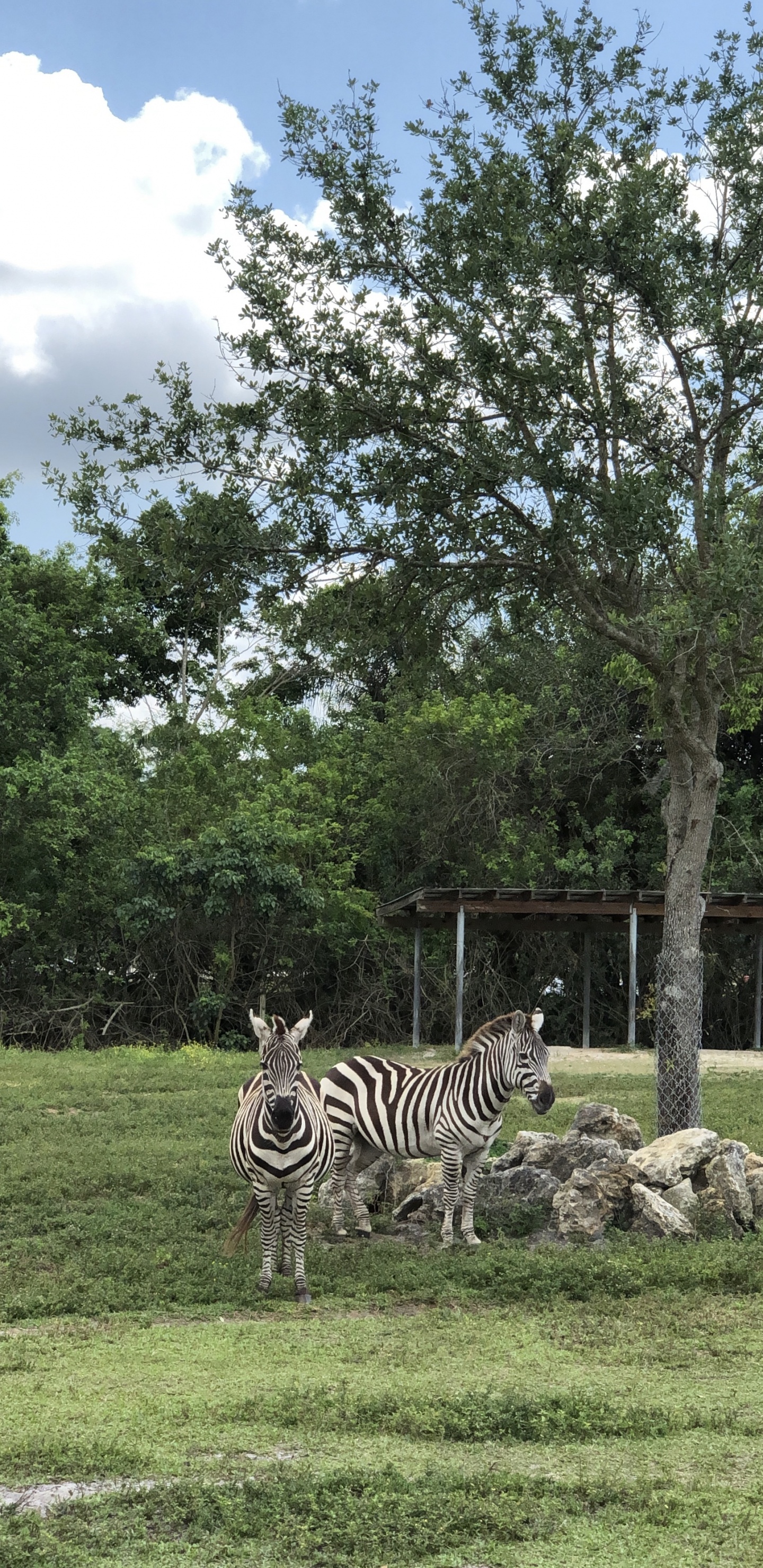 la Comunidad Vegetal, Biología, Ciencia, Zebra, Entorno Natural. Wallpaper in 1440x2960 Resolution