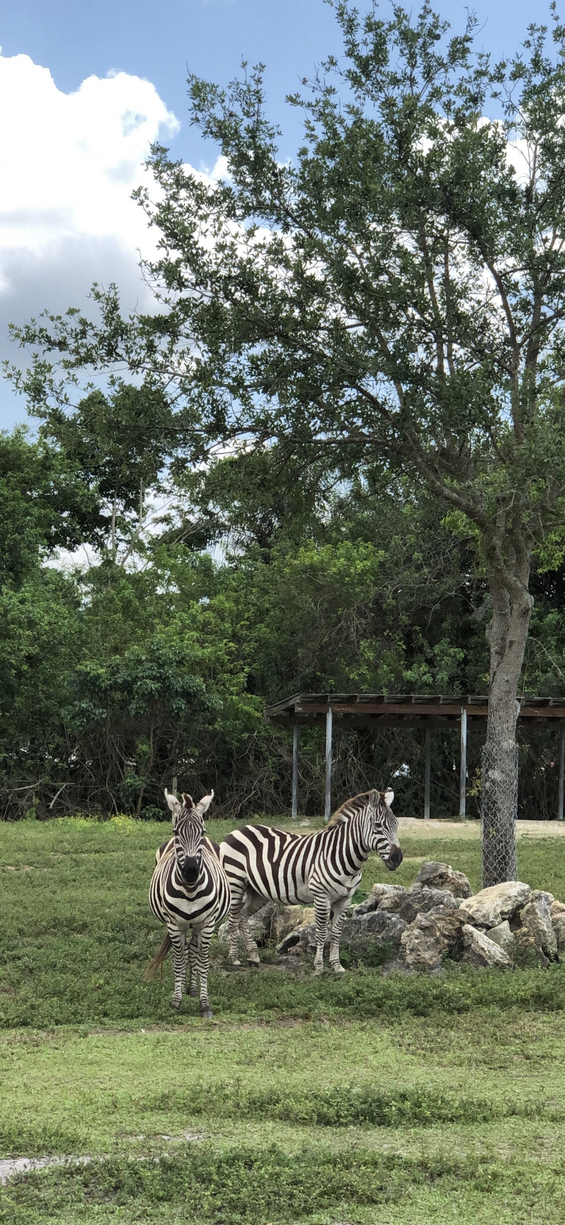 Plante de la Communauté, Prairie, Biologie, Sciences, Zèbre. Wallpaper in 1125x2436 Resolution
