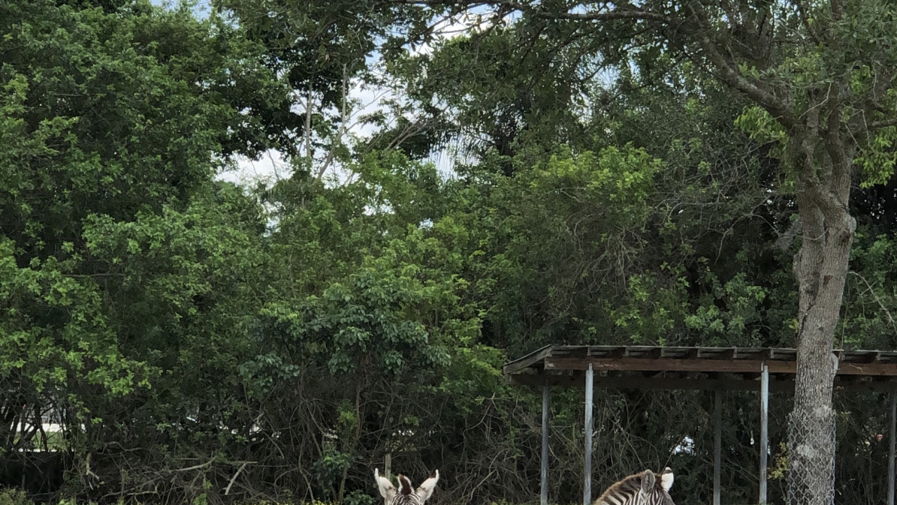 Tree, Plant Community, Grassland, Biology, Science. Wallpaper in 1280x720 Resolution