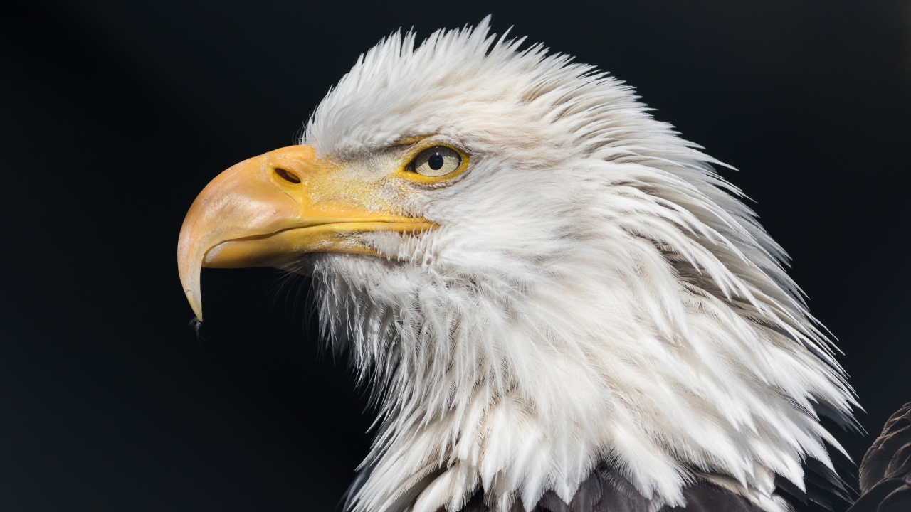 White and Brown Eagle Head. Wallpaper in 1280x720 Resolution