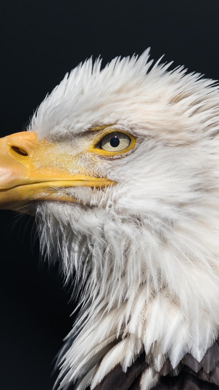 White and Brown Eagle Head. Wallpaper in 720x1280 Resolution