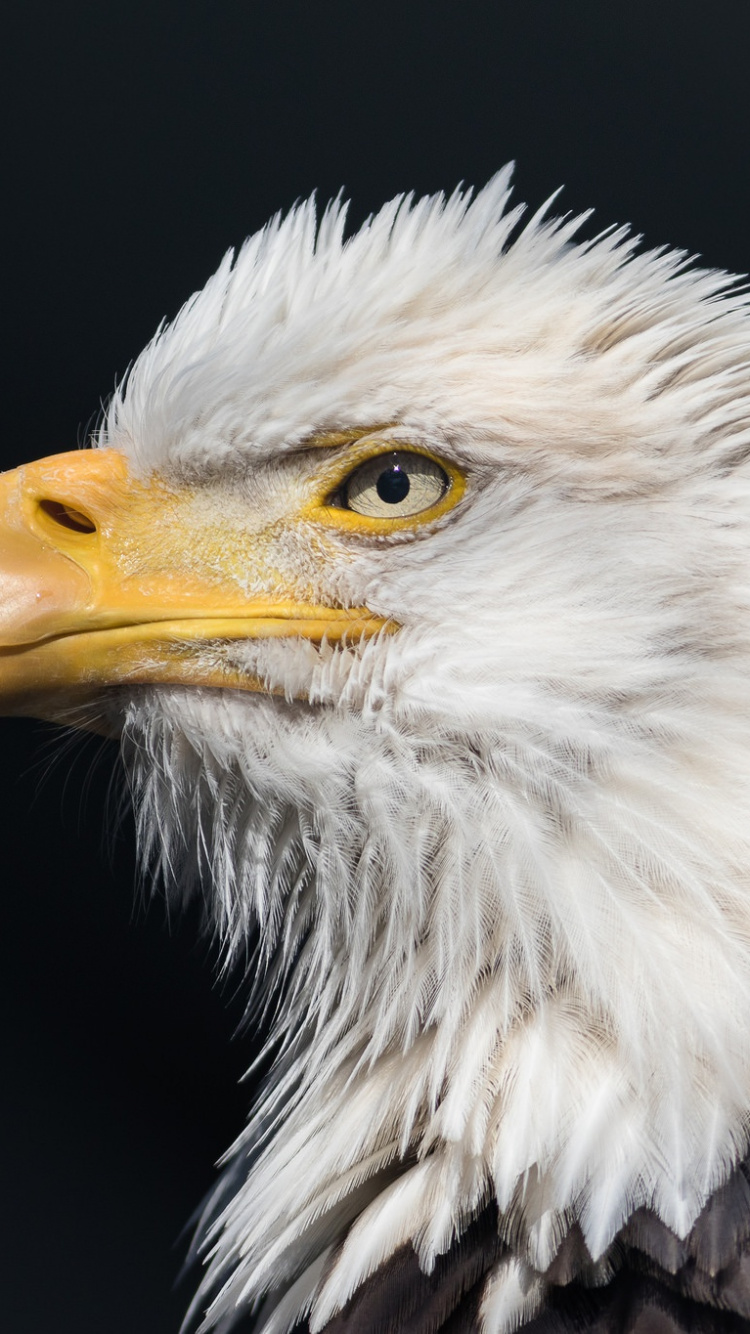 White and Brown Eagle Head. Wallpaper in 750x1334 Resolution