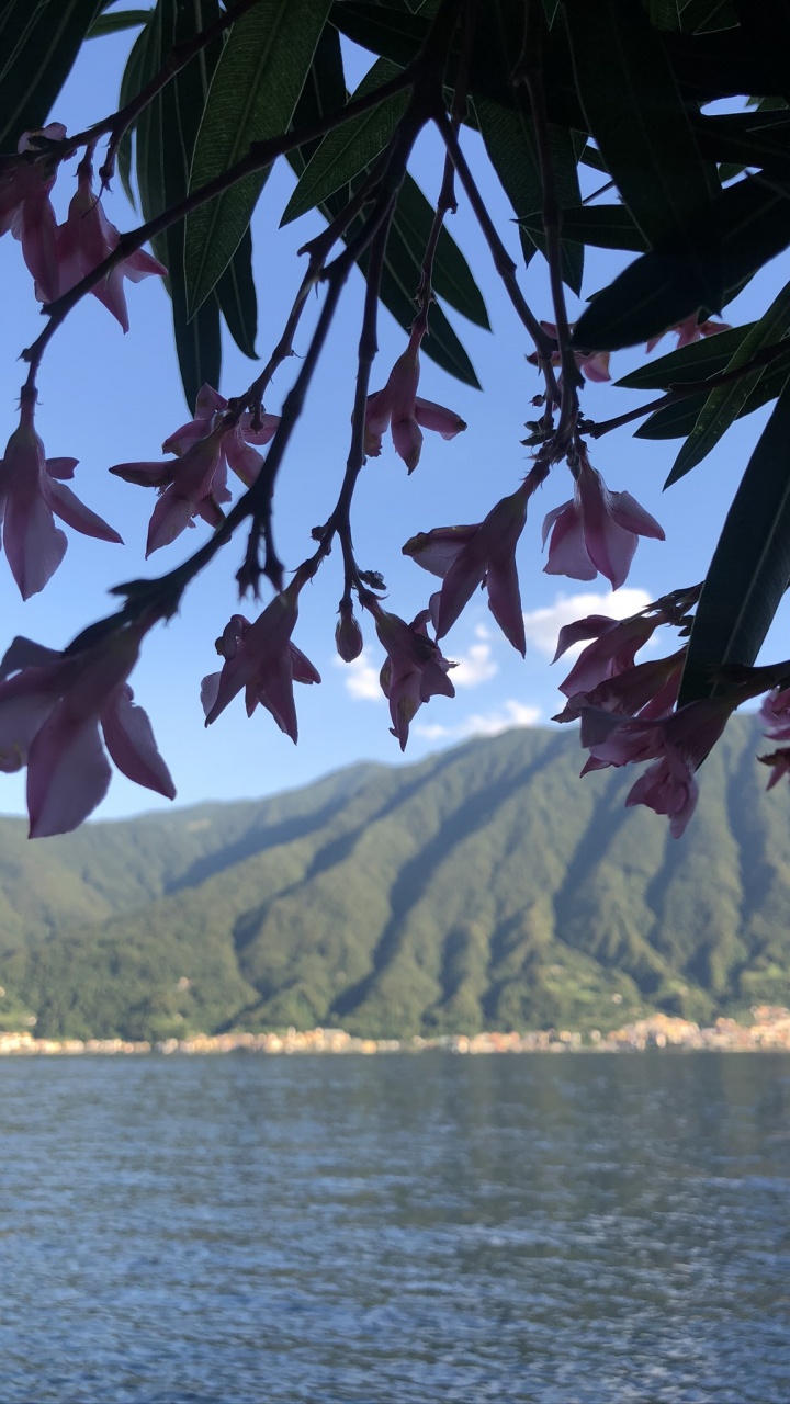 Agua, Biología, Planta, Ciencia, Cuerpo de Agua. Wallpaper in 720x1280 Resolution