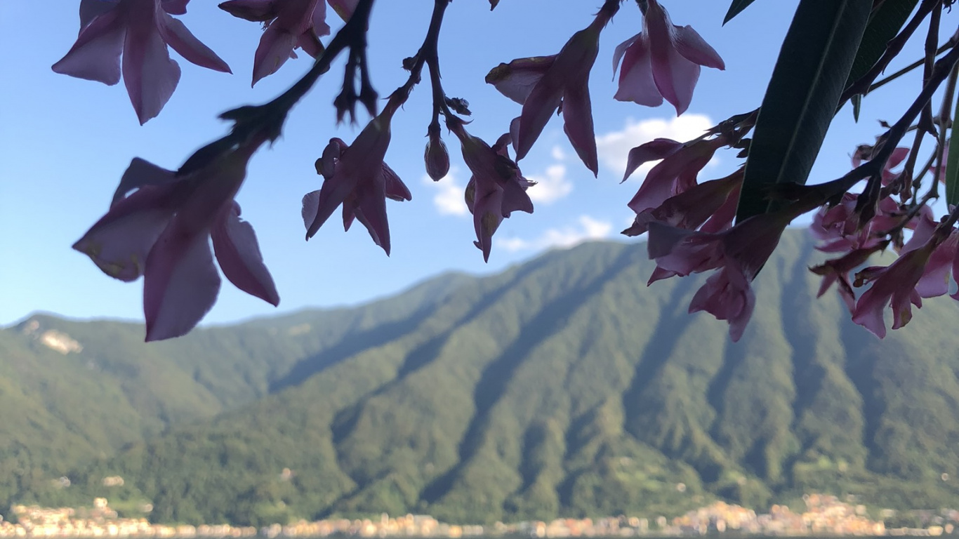 Eau, Feuille, Biologie, Plante, Sciences. Wallpaper in 1366x768 Resolution