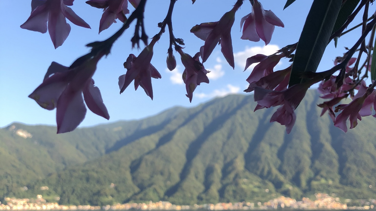 Wasser, Blatt, Biologie, Pflanzen, Wissenschaft. Wallpaper in 1280x720 Resolution