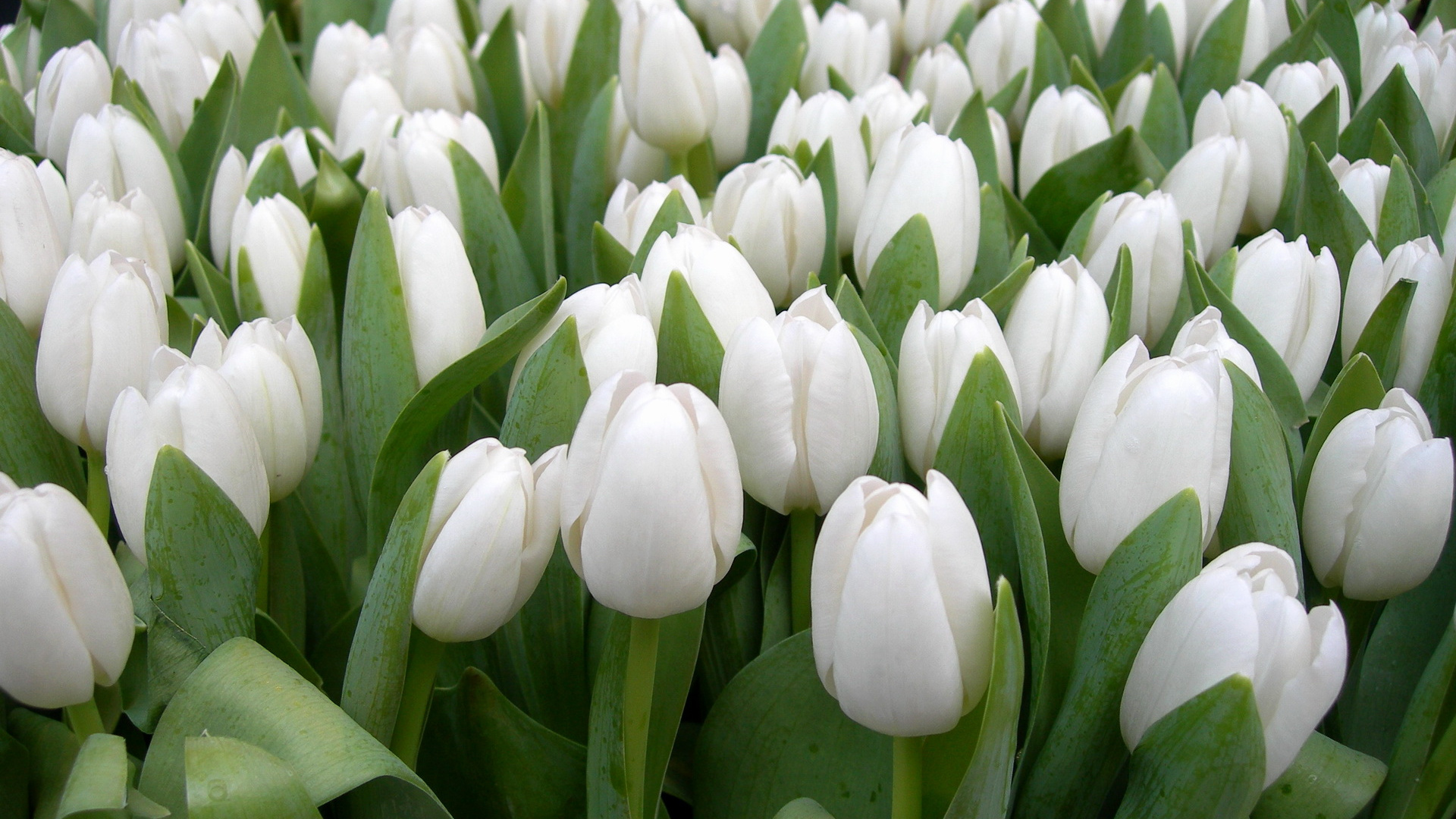 White Tulips in Bloom During Daytime. Wallpaper in 1920x1080 Resolution
