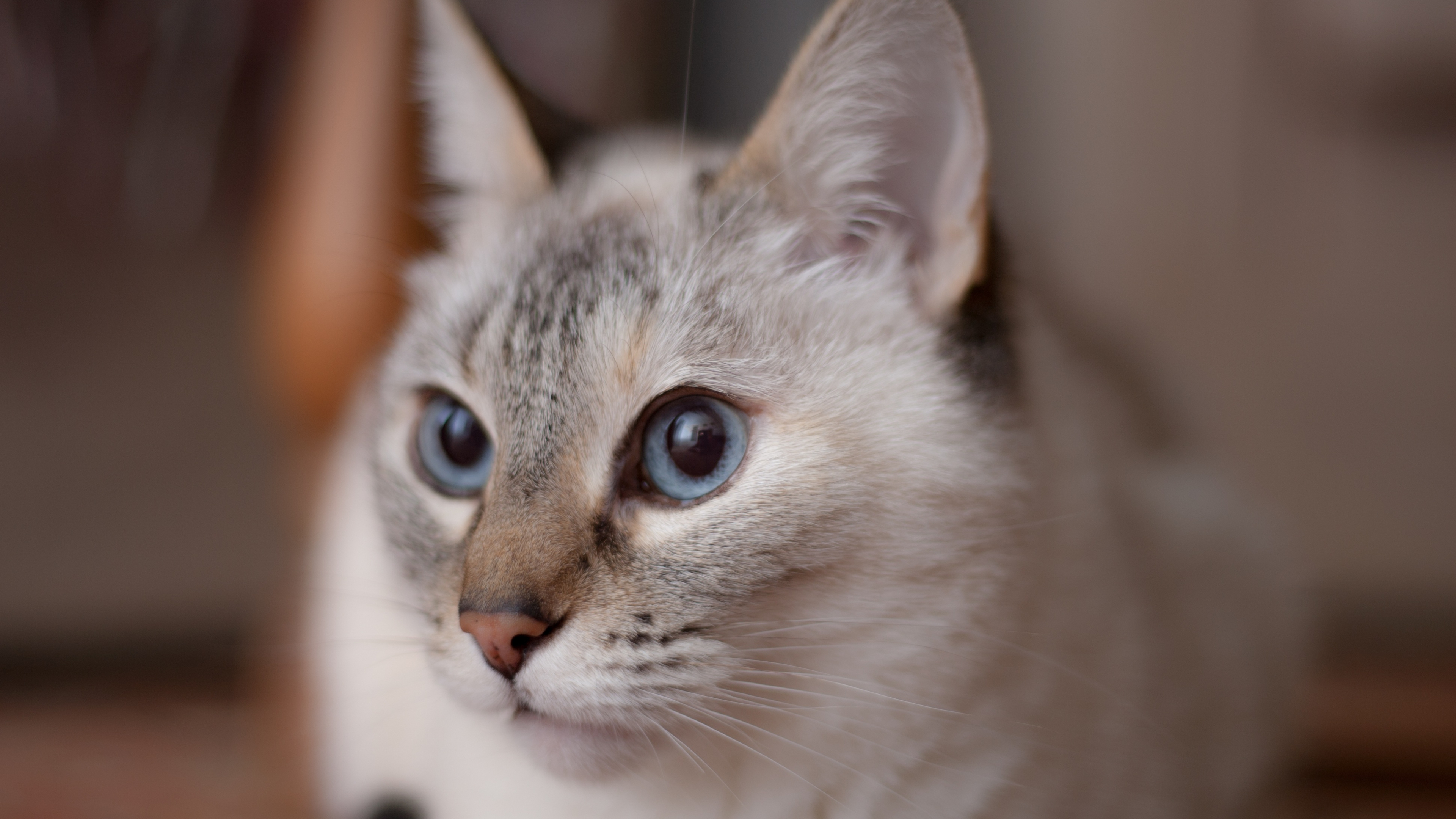 Grey and White Tabby Cat. Wallpaper in 3840x2160 Resolution