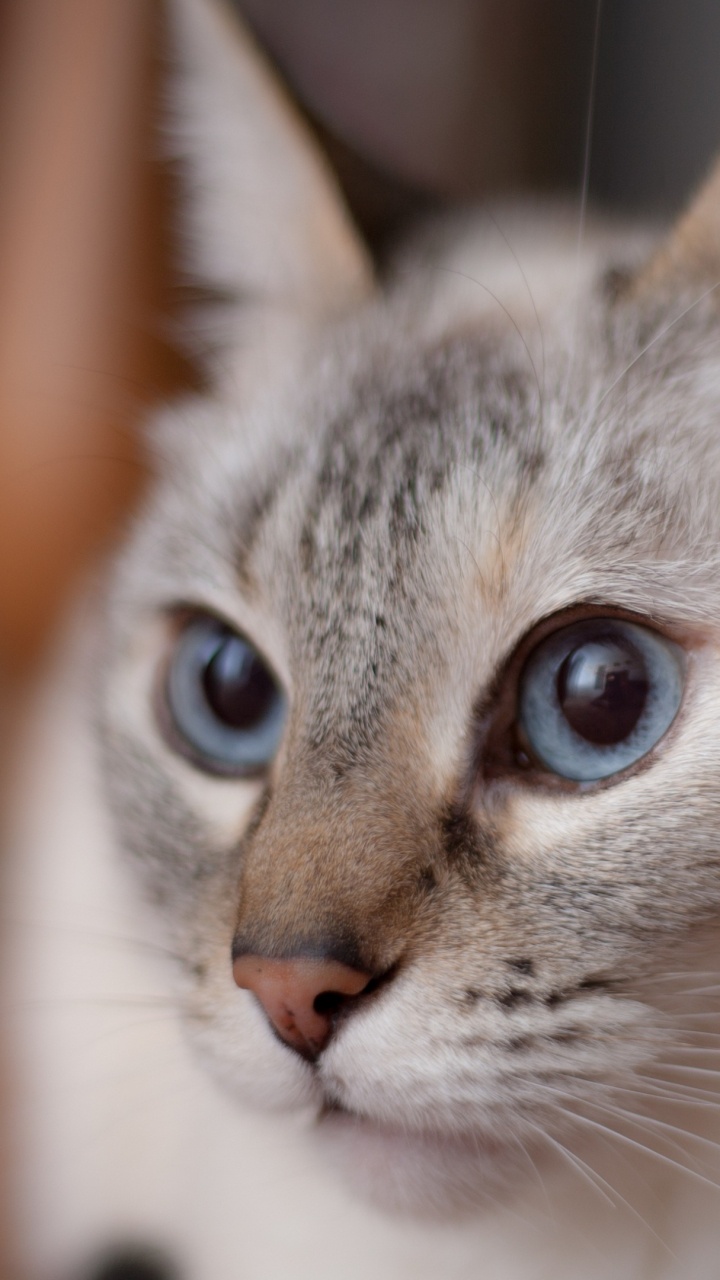 Gato Atigrado Gris y Blanco. Wallpaper in 720x1280 Resolution