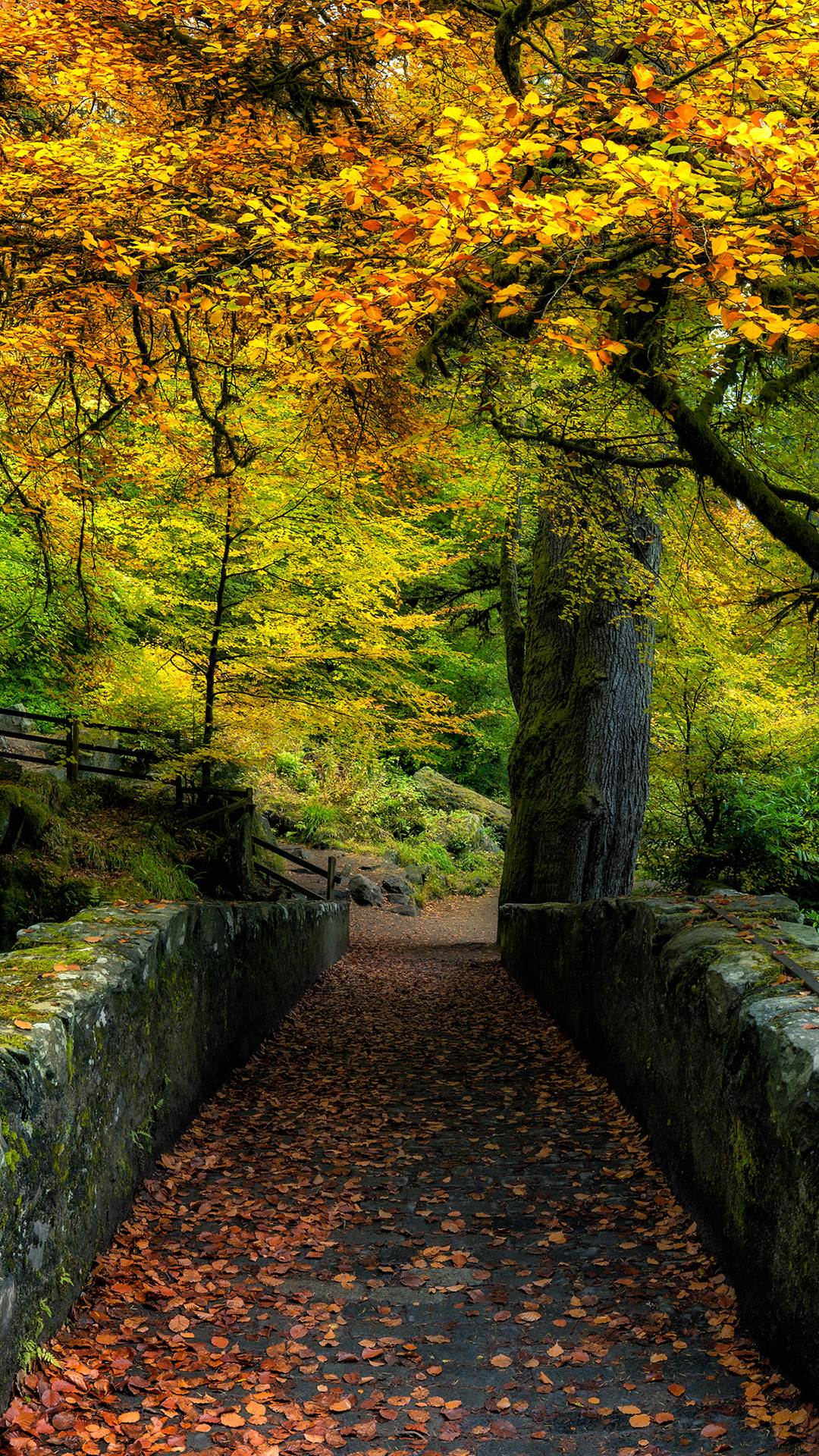 Naturaleza, Paisaje Natural, Entorno Natural, Madera, Sucursal. Wallpaper in 1080x1920 Resolution