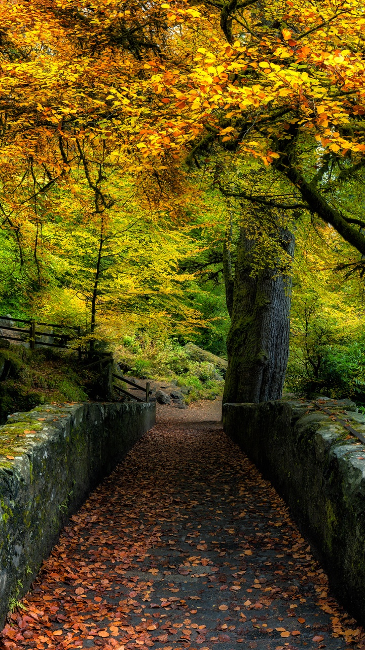 Nature, Plant, Natural Landscape, Leaf, Natural Environment. Wallpaper in 720x1280 Resolution