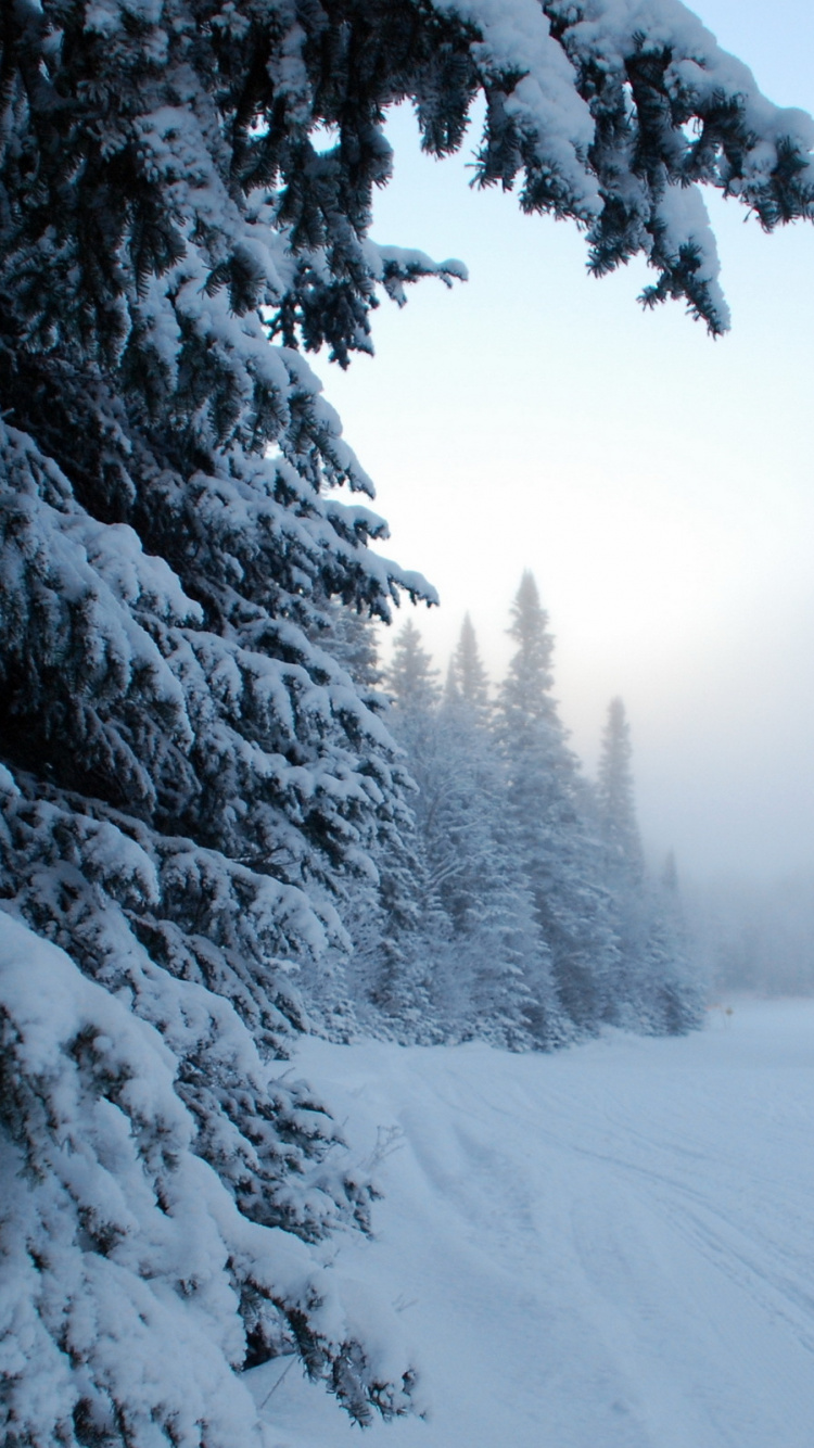Snow Covered Trees During Daytime. Wallpaper in 750x1334 Resolution