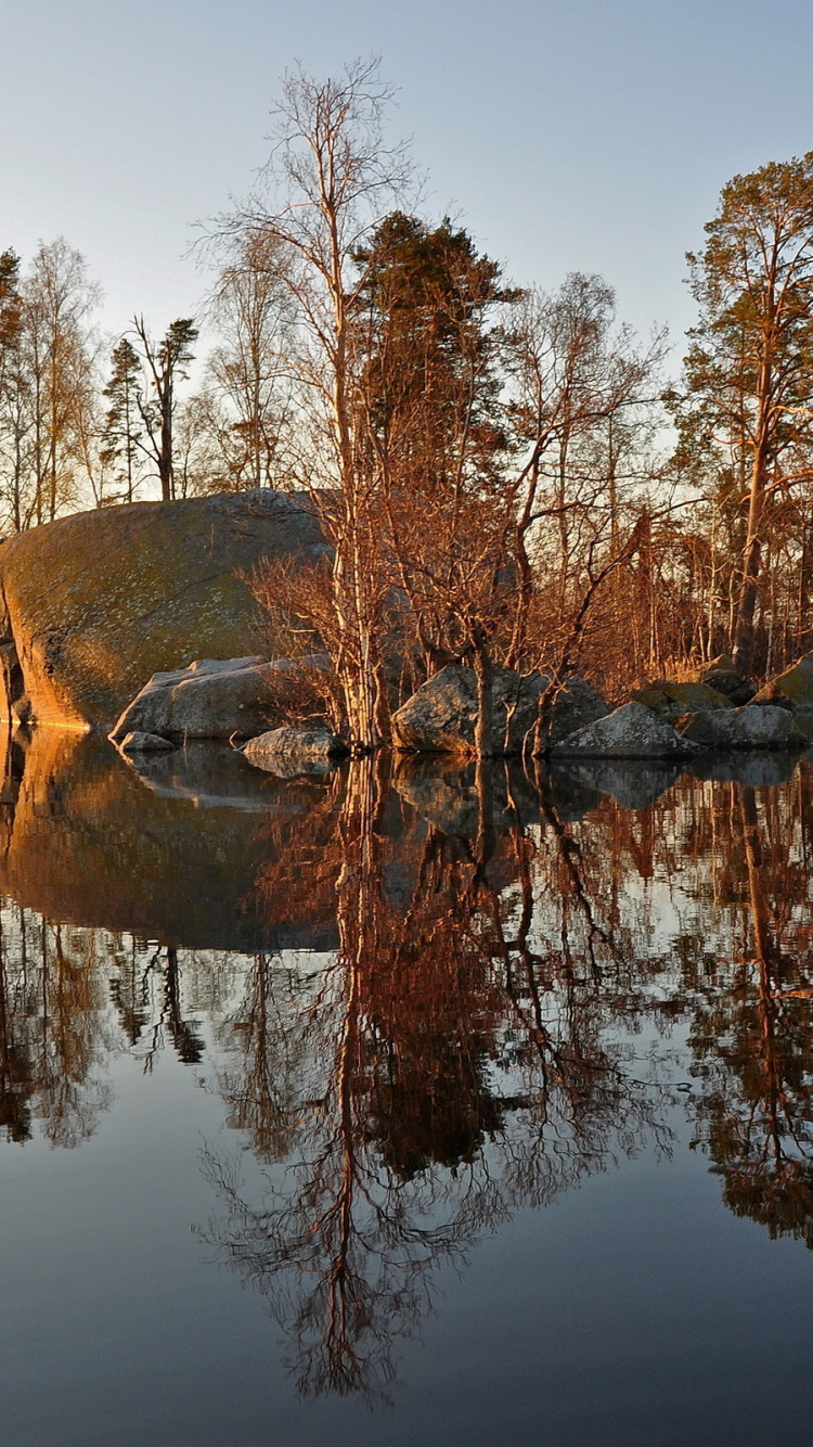 Árboles Marrones al Lado Del Cuerpo de Agua Durante el Día. Wallpaper in 750x1334 Resolution