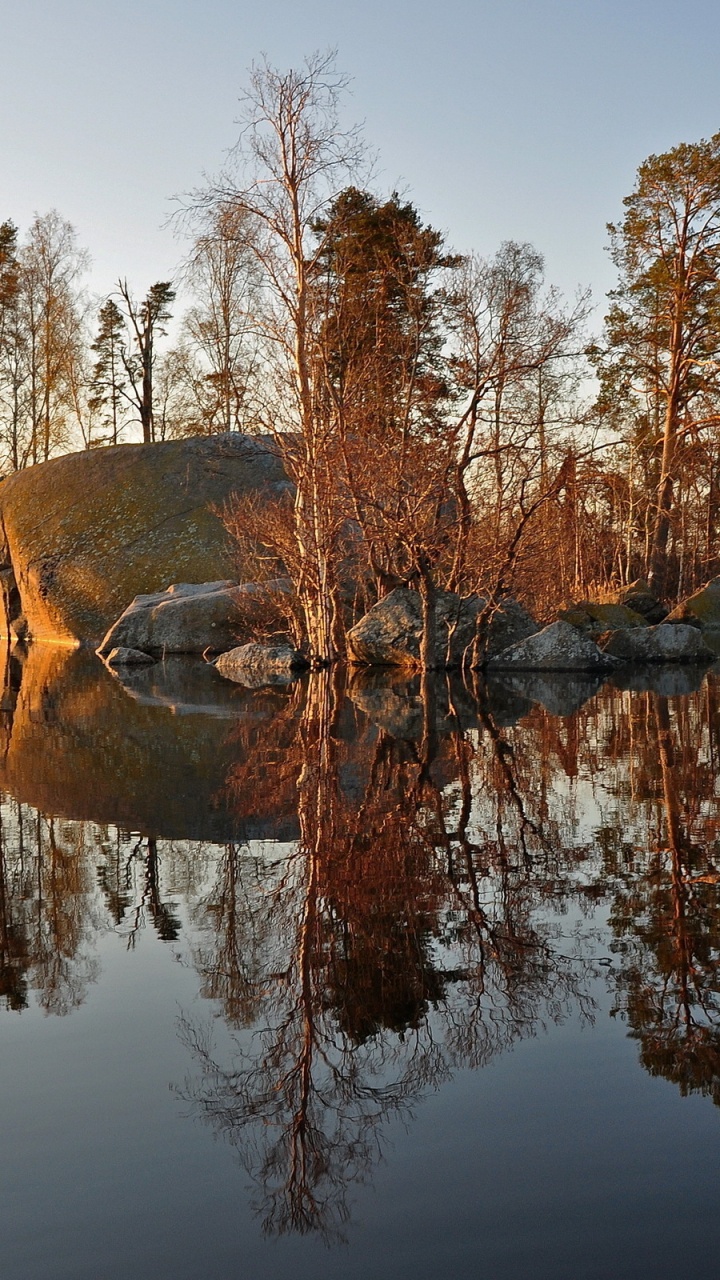 Brown Trees Beside Body of Water During Daytime. Wallpaper in 720x1280 Resolution