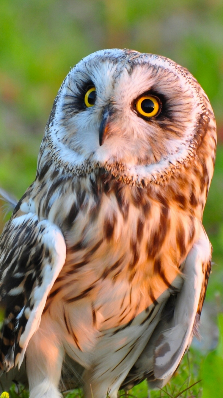 Brown and White Owl on Green Grass During Daytime. Wallpaper in 750x1334 Resolution