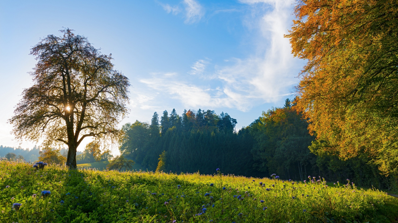 Green Trees and Yellow Flower Field Under Blue Sky and White Clouds During Daytime. Wallpaper in 1366x768 Resolution