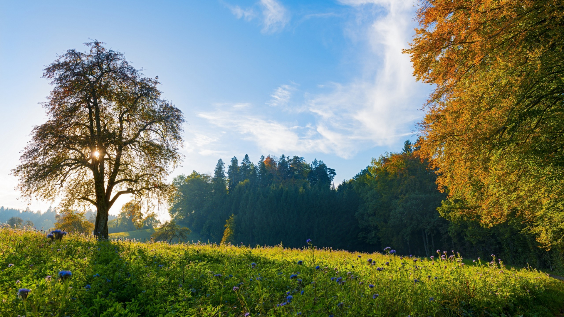 Green Trees and Yellow Flower Field Under Blue Sky and White Clouds During Daytime. Wallpaper in 1920x1080 Resolution