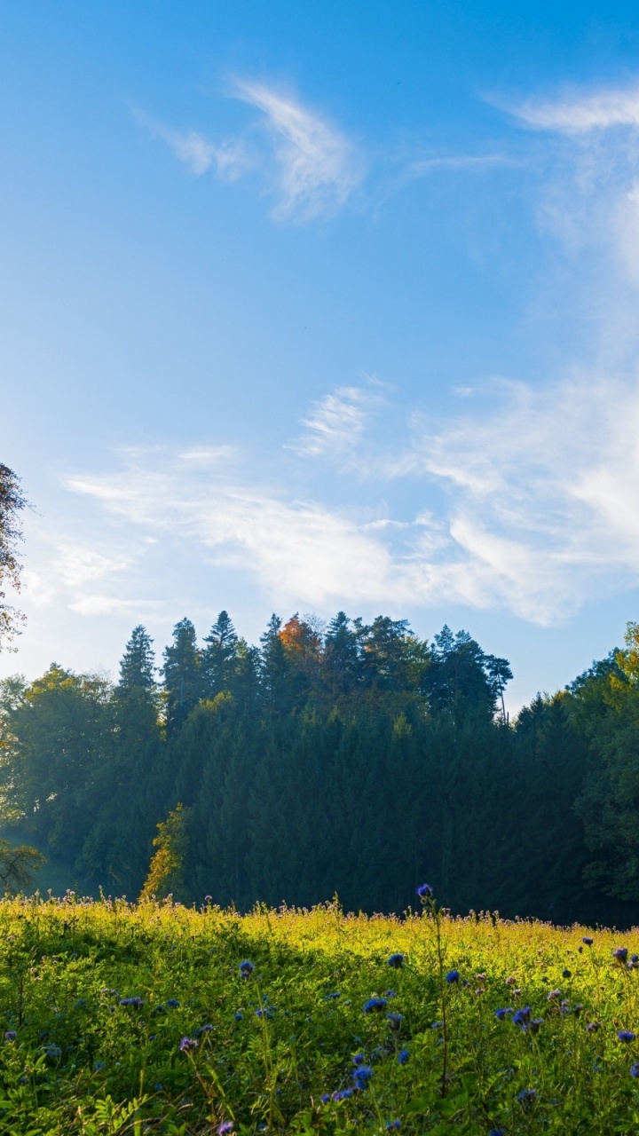 Green Trees and Yellow Flower Field Under Blue Sky and White Clouds During Daytime. Wallpaper in 720x1280 Resolution