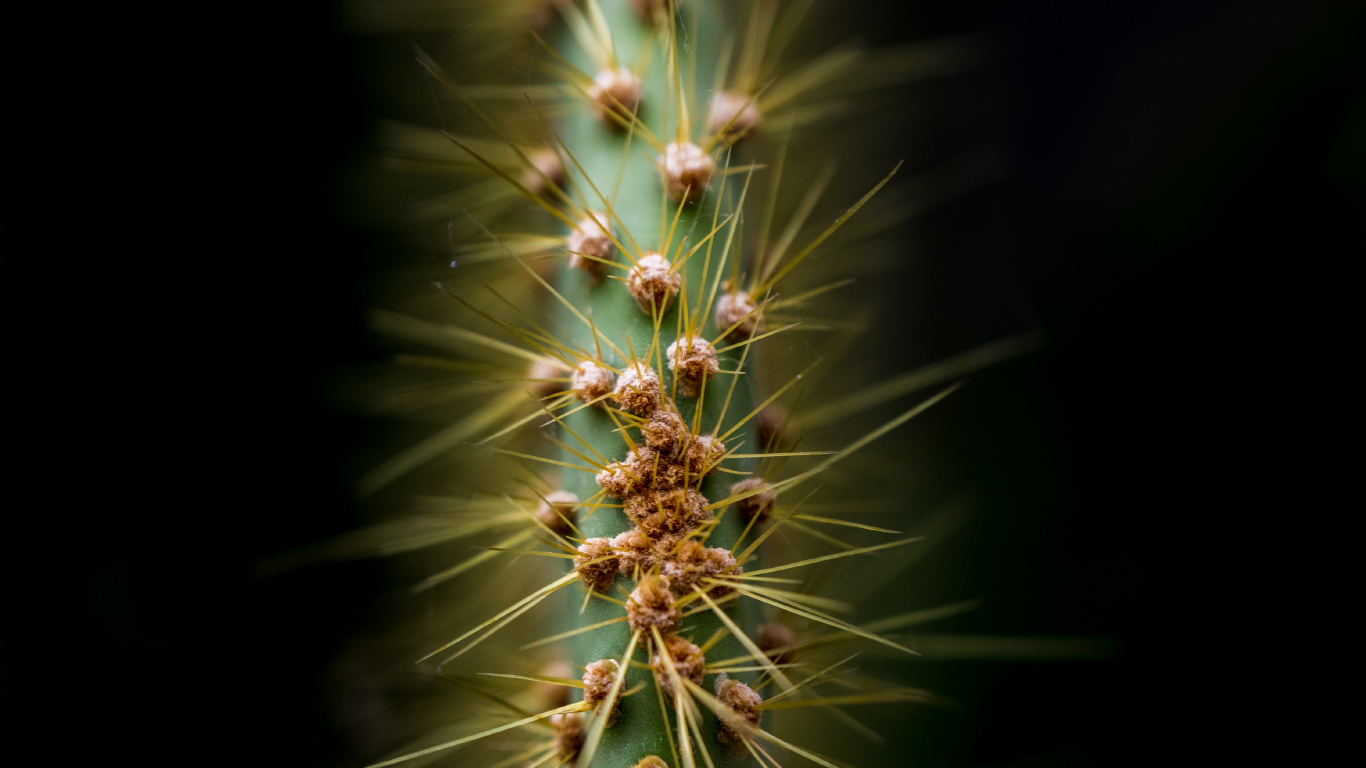 Vegetation, Kaktus, Sukkulente, Natur, Terrestrische Pflanzen. Wallpaper in 1366x768 Resolution