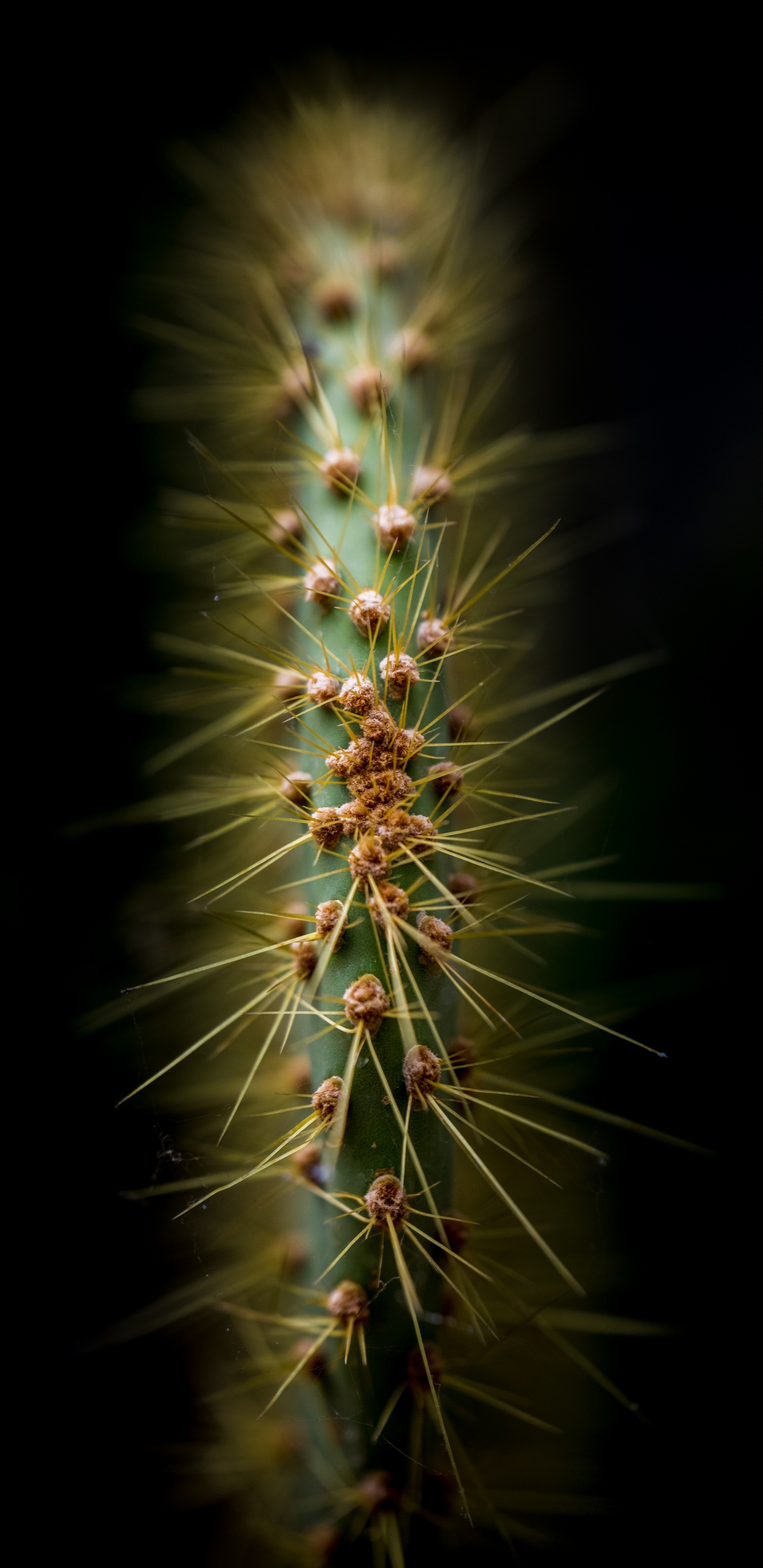 la Vegetación, Cactus, Planta Suculenta, Naturaleza, Planta Terrestre. Wallpaper in 1440x2960 Resolution