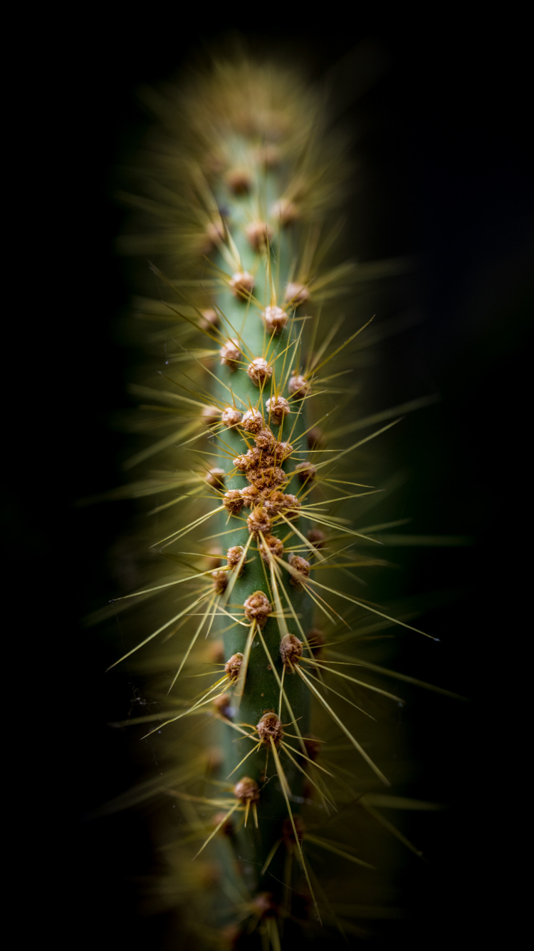 la Vegetación, Cactus, Planta Suculenta, Naturaleza, Planta Terrestre. Wallpaper in 750x1334 Resolution