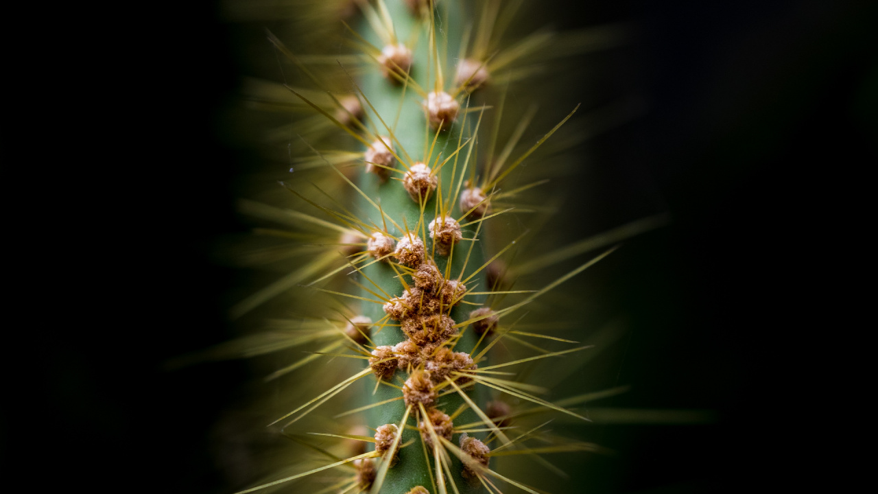 Végétation, Cactus, Plante Succulente, Nature, Plante Terrestre. Wallpaper in 1280x720 Resolution