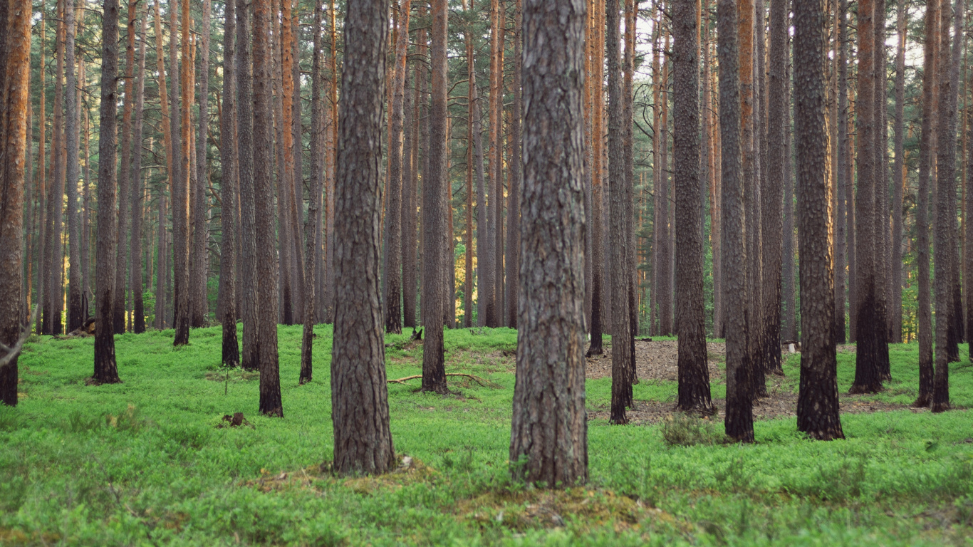 Brown Trees on Green Grass Field During Daytime. Wallpaper in 1366x768 Resolution