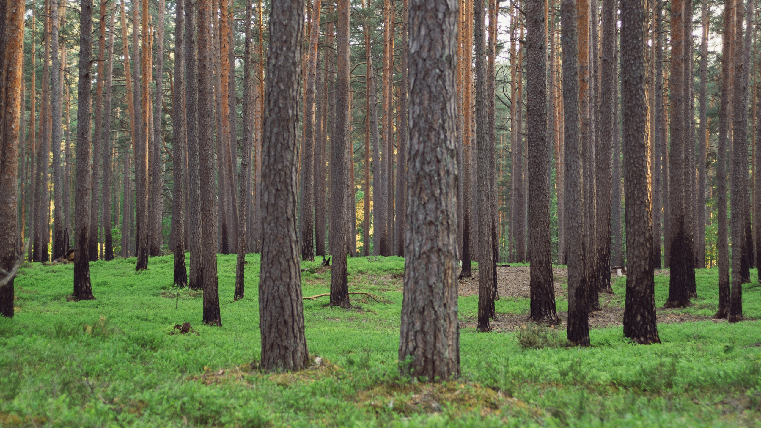 Brown Trees on Green Grass Field During Daytime. Wallpaper in 2560x1440 Resolution
