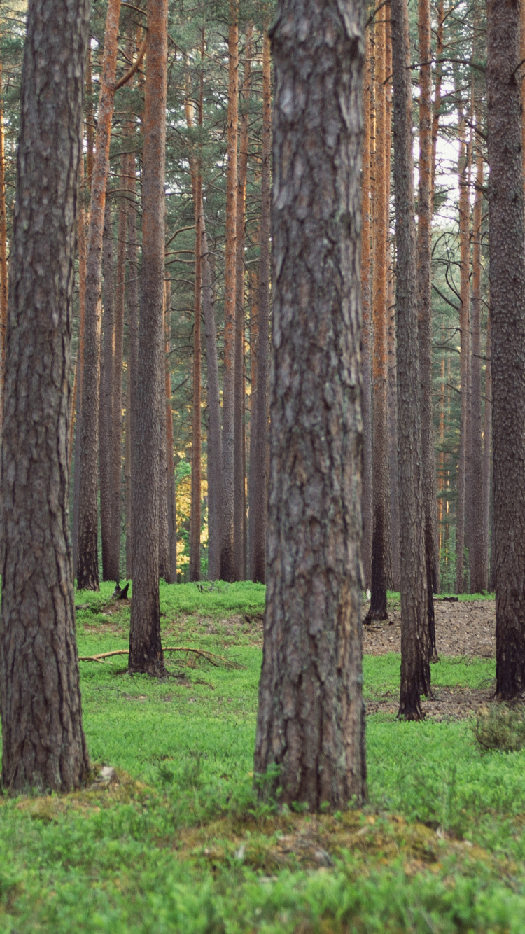 Brown Trees on Green Grass Field During Daytime. Wallpaper in 750x1334 Resolution