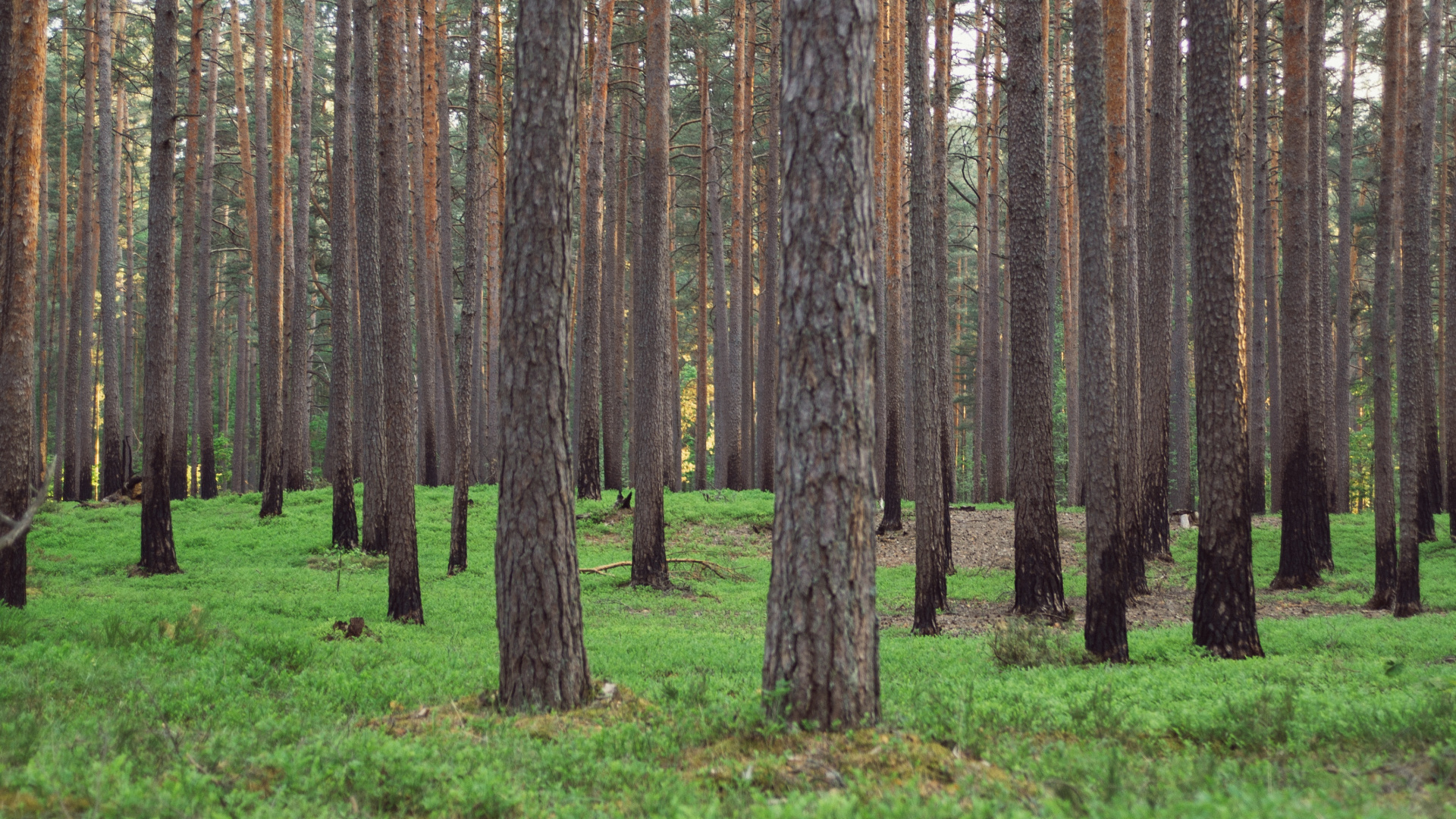 Braune Bäume Auf Grünem Grasfeld Tagsüber. Wallpaper in 1920x1080 Resolution