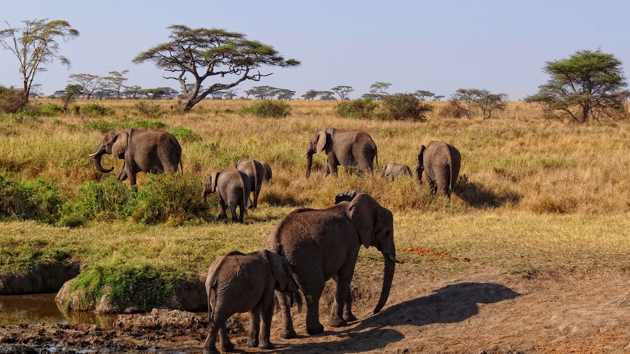 Groupe D'éléphants Marchant Sur un Champ Brun Pendant la Journée. Wallpaper in 1280x720 Resolution