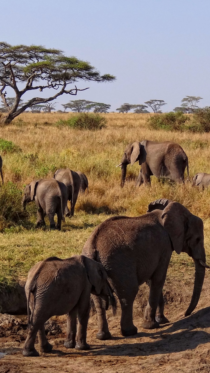 Groupe D'éléphants Marchant Sur un Champ Brun Pendant la Journée. Wallpaper in 720x1280 Resolution