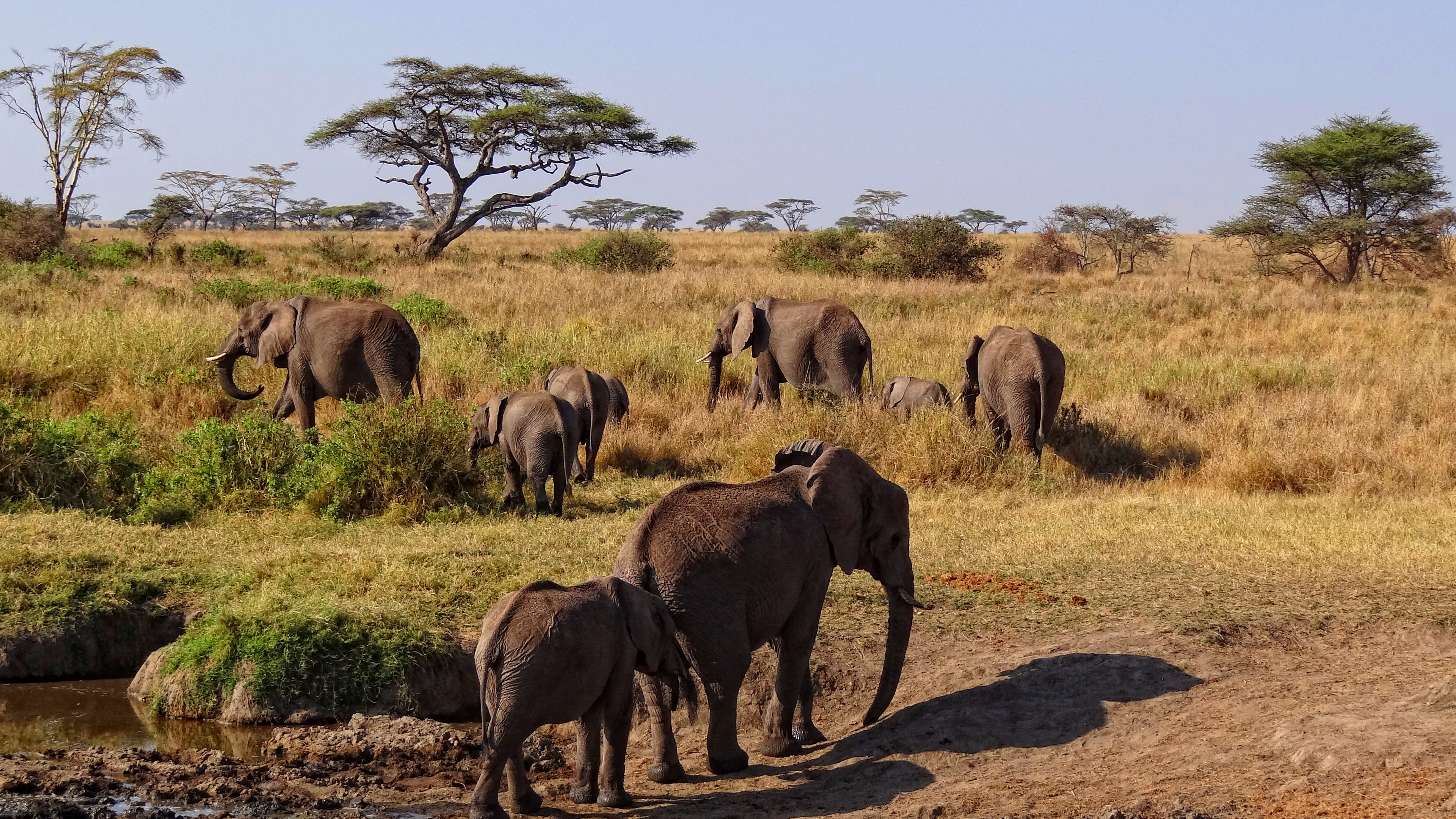 Grupo de Elefantes Caminando Sobre Campo Marrón Durante el Día. Wallpaper in 3840x2160 Resolution