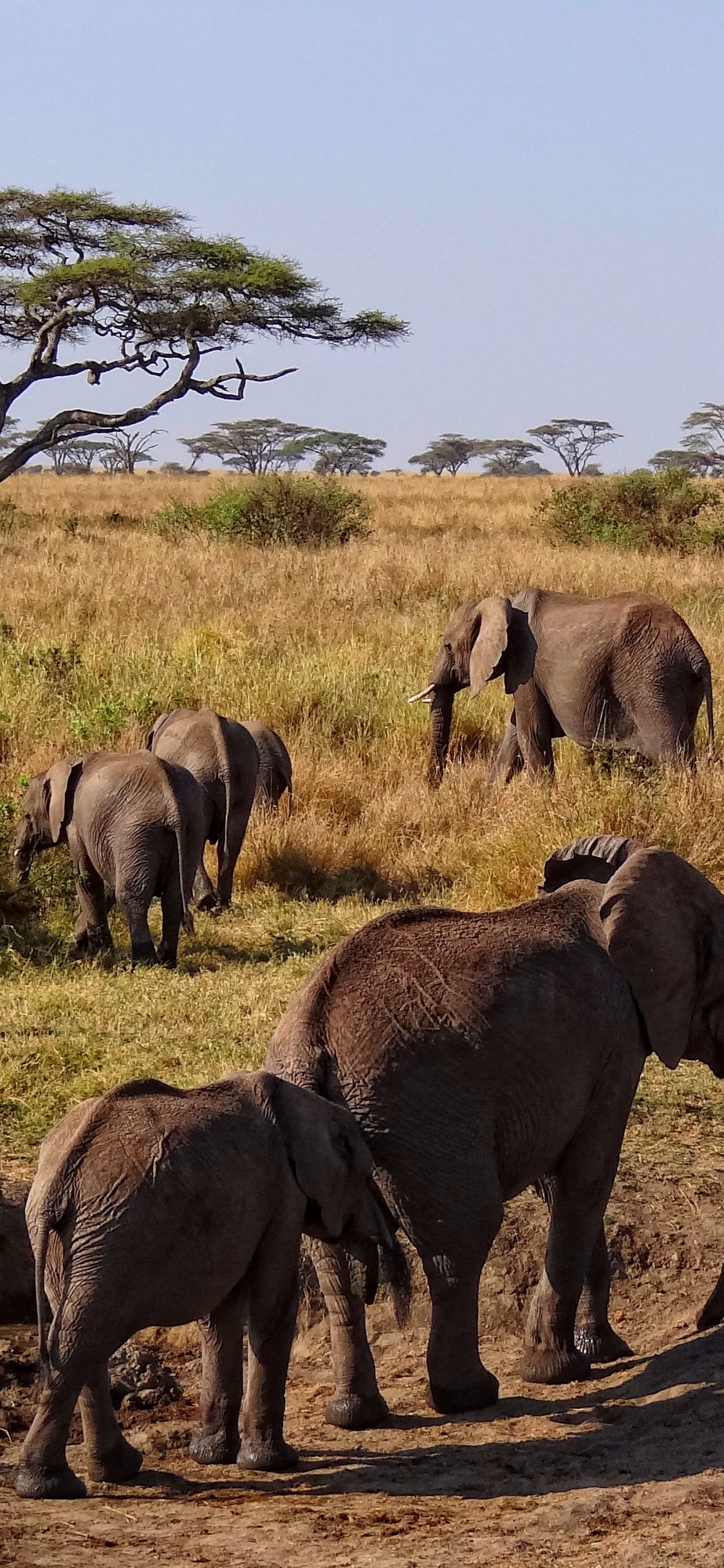 Group of Elephant Walking on Brown Field During Daytime. Wallpaper in 1125x2436 Resolution