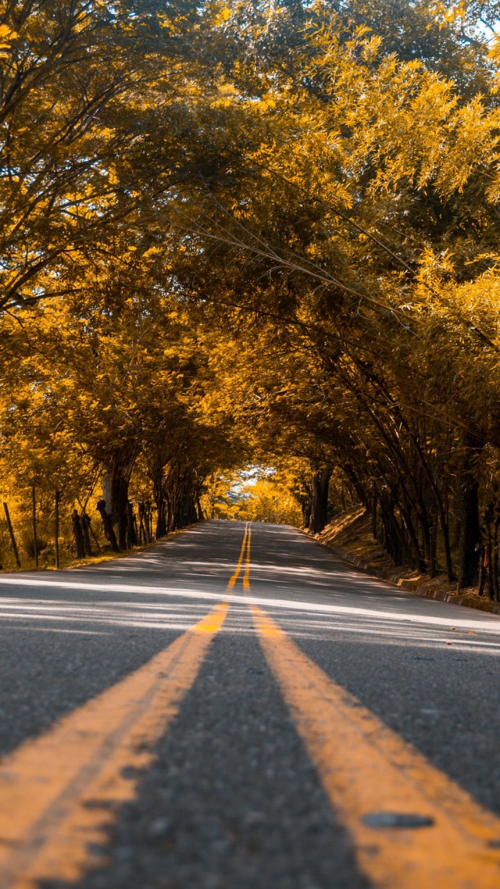 Telephone, Road, Plant, Natural Landscape, Leaf. Wallpaper in 720x1280 Resolution
