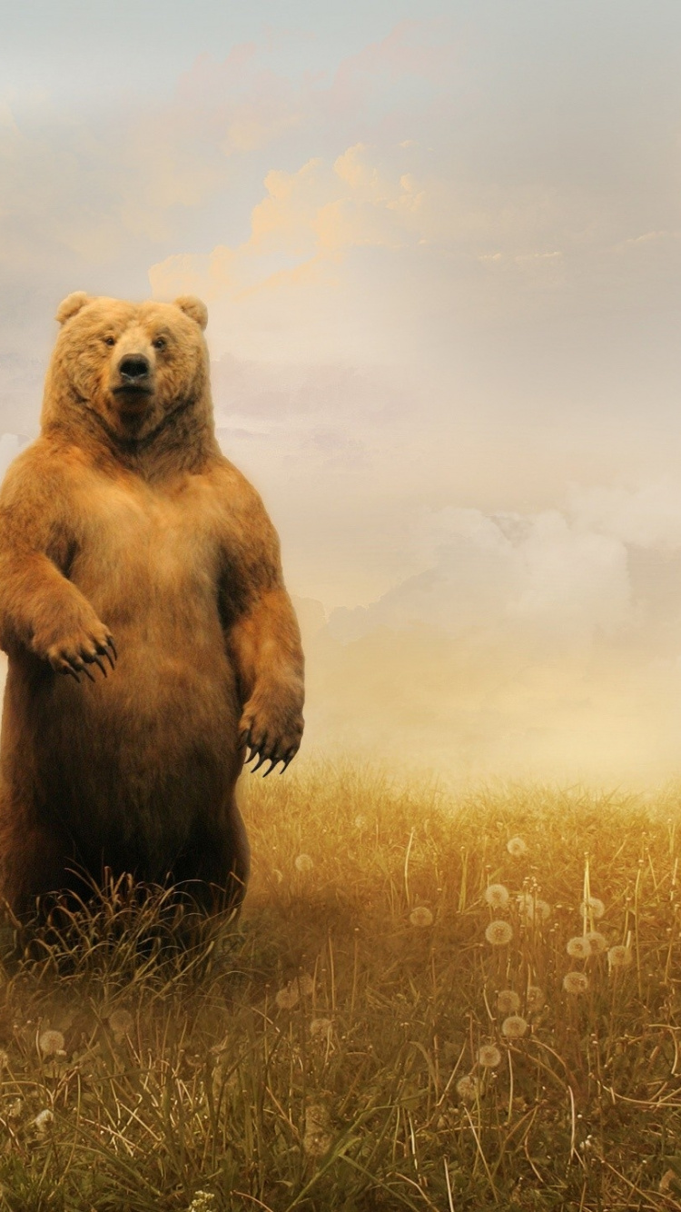 Brown Bear on Green Grass Field Under White Clouds. Wallpaper in 750x1334 Resolution