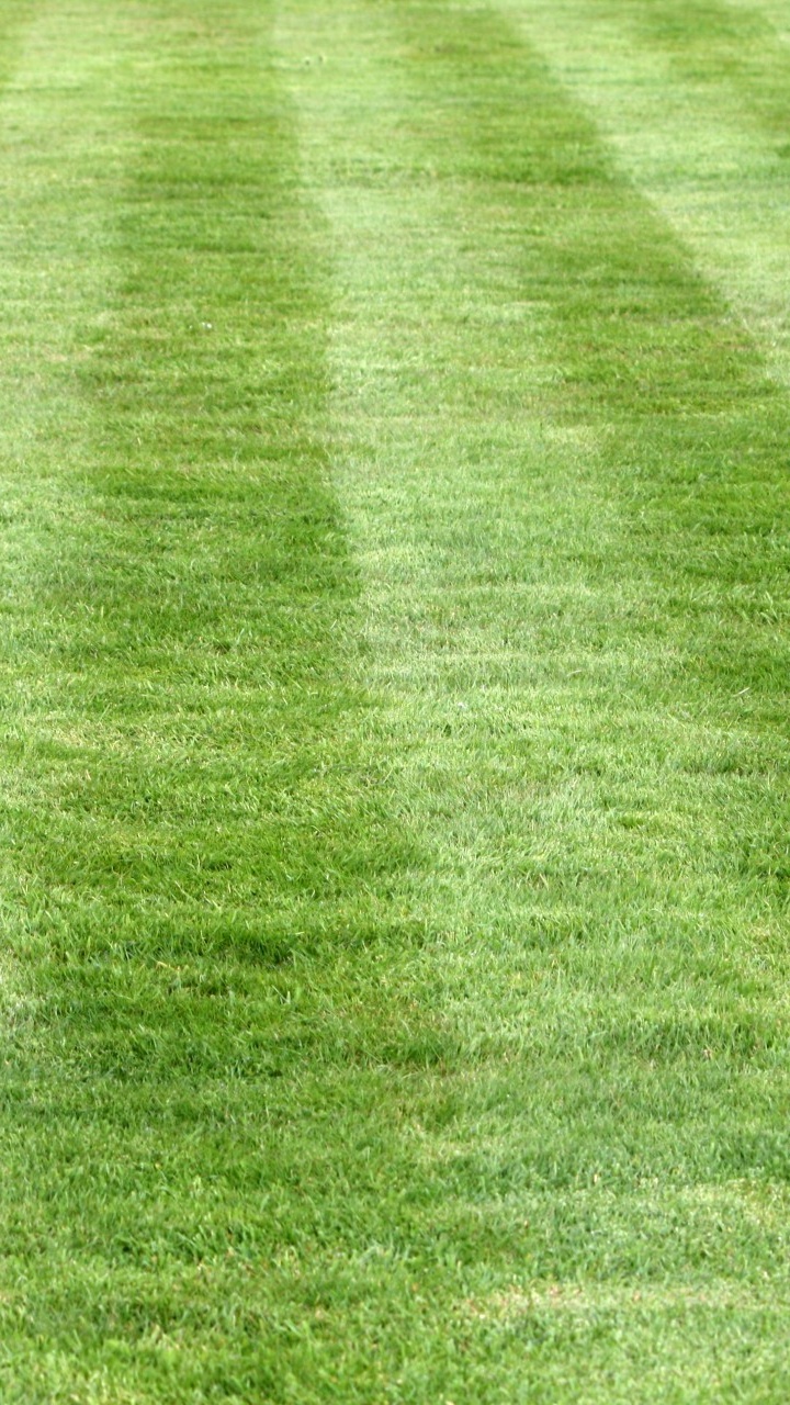 Campo de Hierba Verde Durante el Día. Wallpaper in 720x1280 Resolution