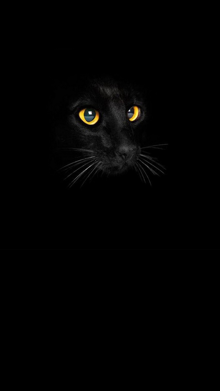Chat Noir, Chat, Moustache, Carnivores, Felidae. Wallpaper in 720x1280 Resolution