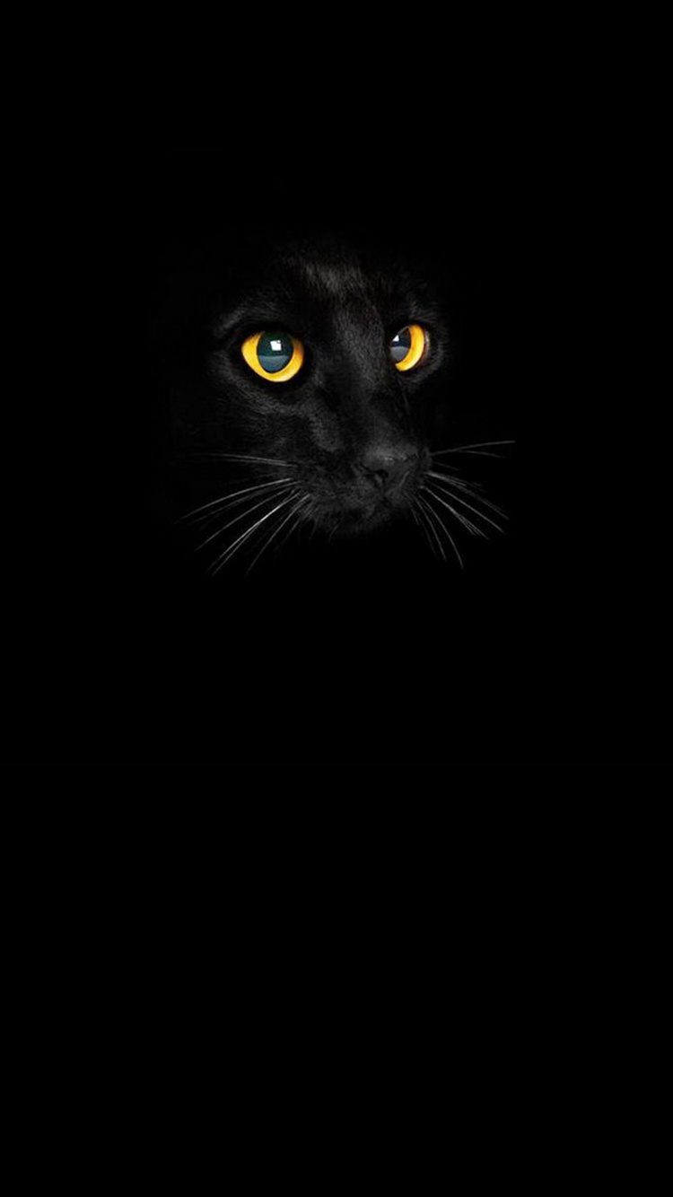 Schwarze Katze, Katze, Backenbart, Fleischfresser, Carnivore. Wallpaper in 750x1334 Resolution
