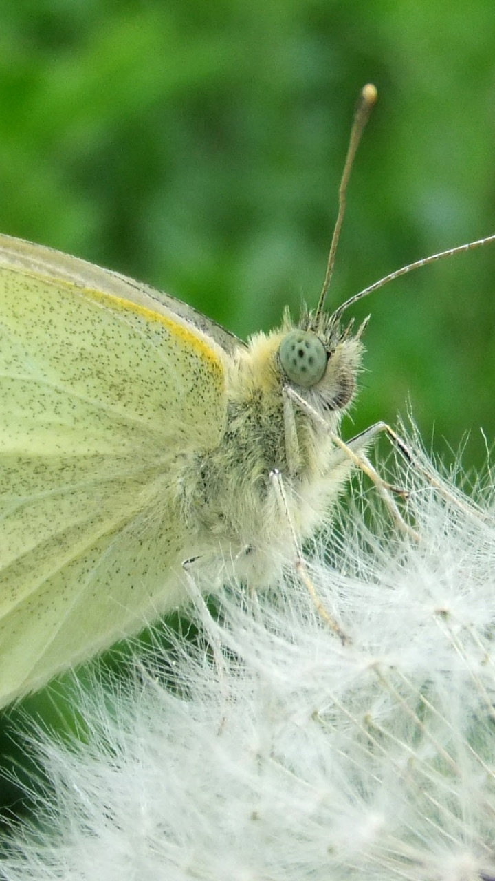 Papillon Blanc et Vert Sur Pissenlit Blanc. Wallpaper in 720x1280 Resolution