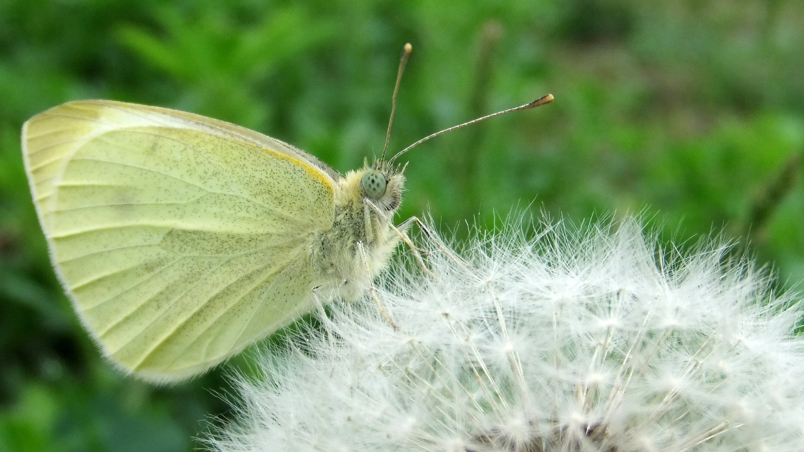 Weißer Und Grüner Schmetterling Auf Weißem Löwenzahn. Wallpaper in 2560x1440 Resolution