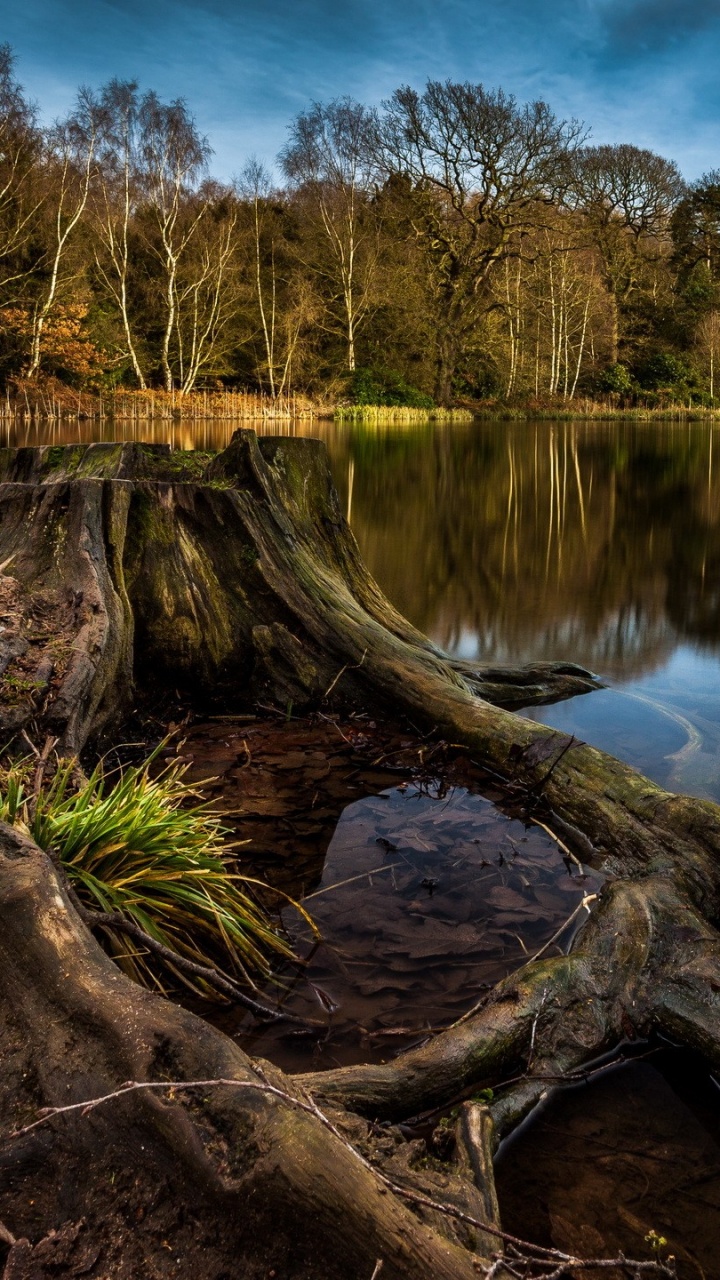 Journal D'arbre Brun Sur le Lac. Wallpaper in 720x1280 Resolution