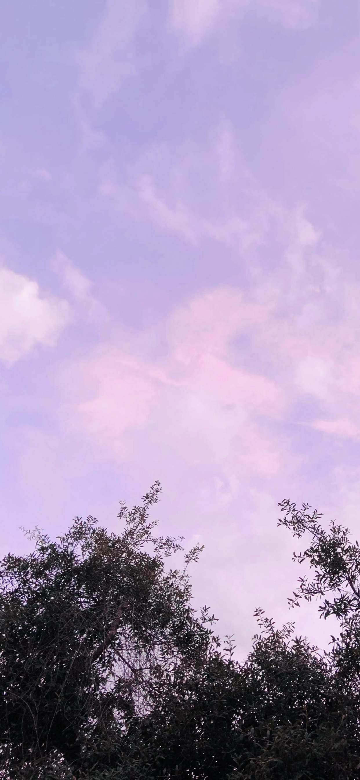 Biology, Plants, Cloud, Natural Landscape, Purple. Wallpaper in 1242x2688 Resolution