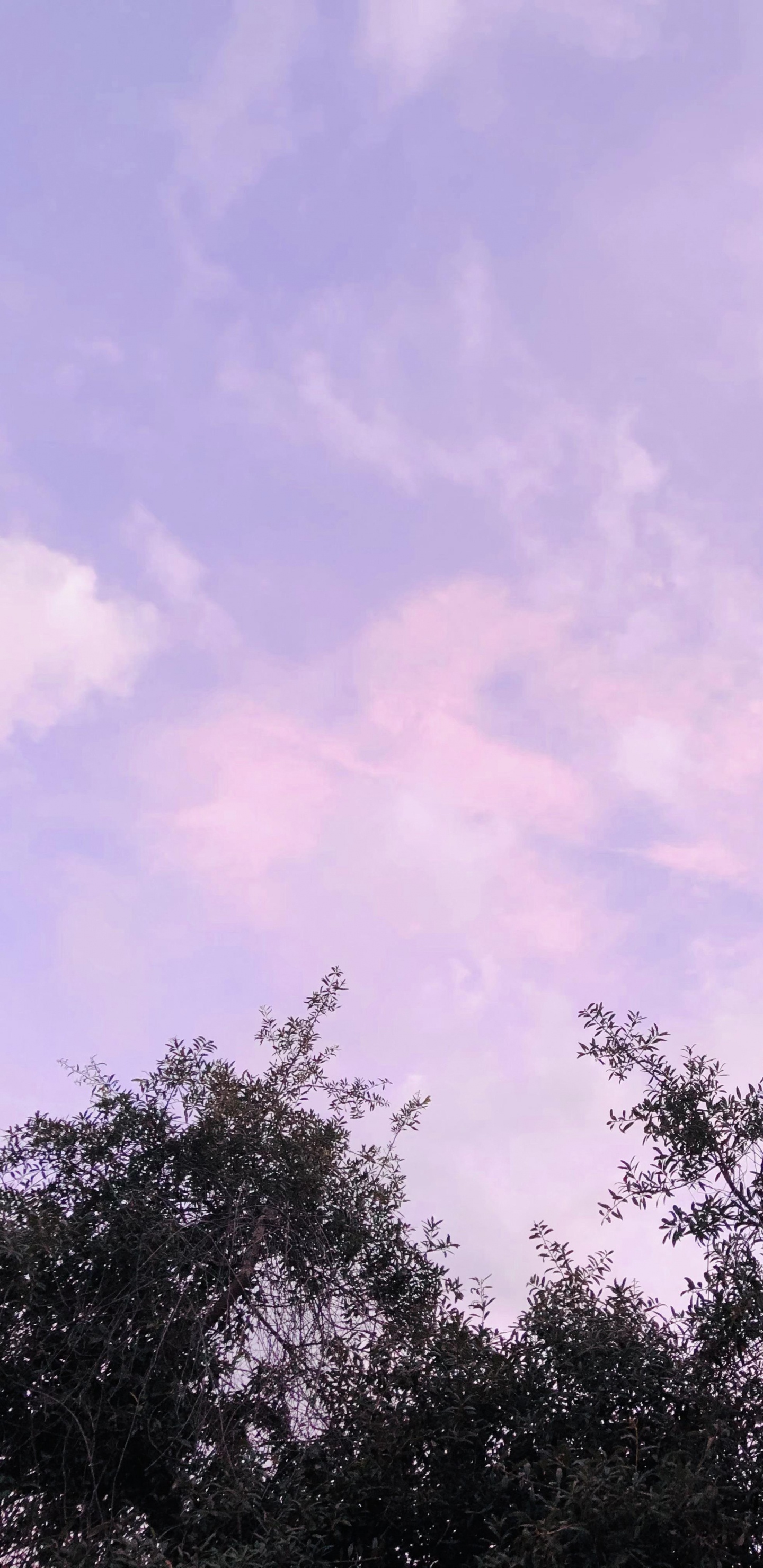 Biology, Plants, Cloud, Natural Landscape, Purple. Wallpaper in 1440x2960 Resolution