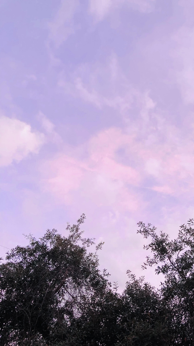 Biology, Plants, Cloud, Natural Landscape, Purple. Wallpaper in 750x1334 Resolution