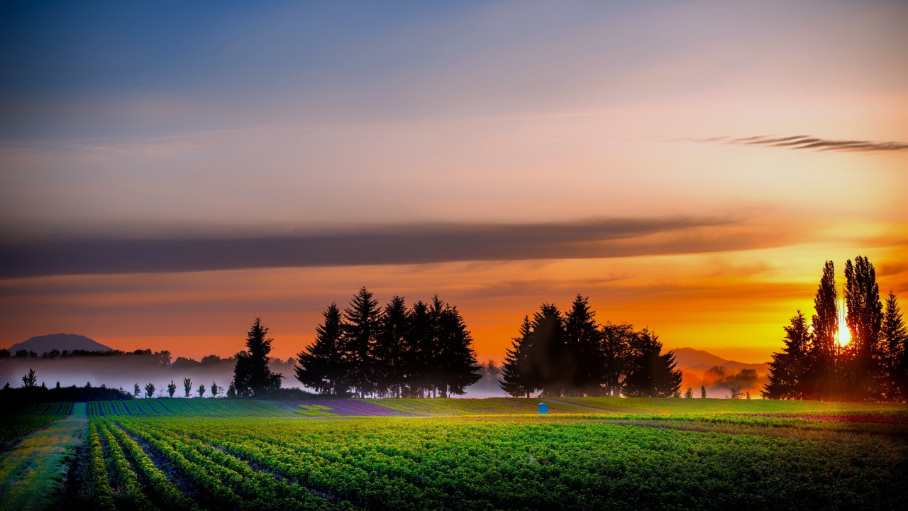 Green Grass Field With Trees Under Blue Sky During Daytime. Wallpaper in 1280x720 Resolution