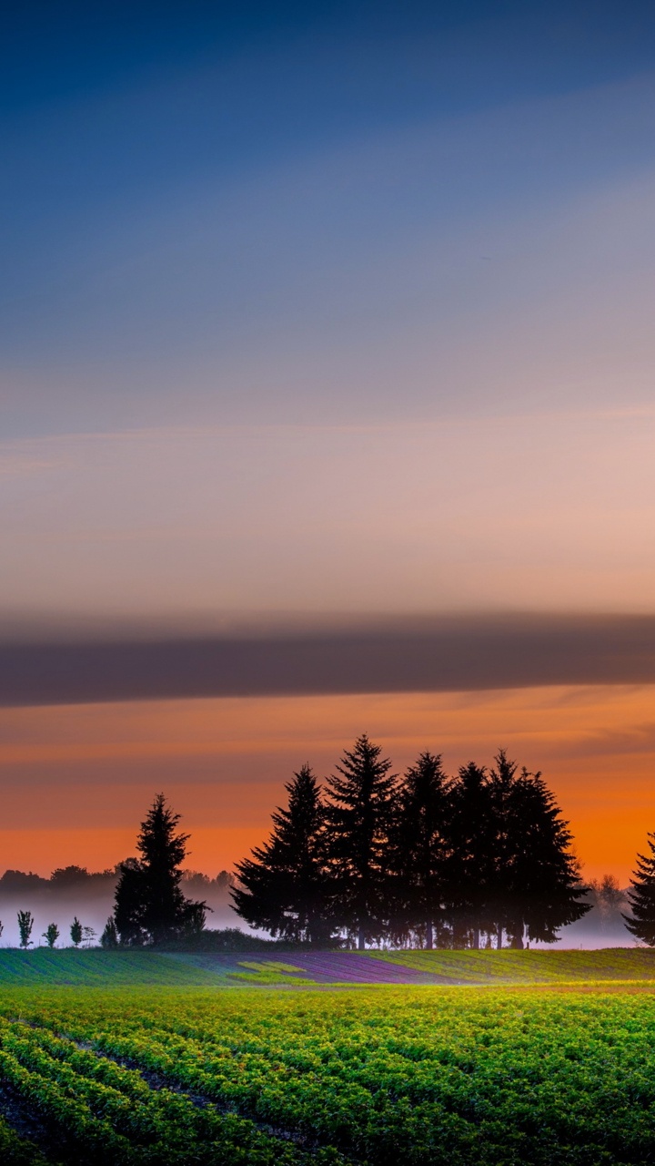 Green Grass Field With Trees Under Blue Sky During Daytime. Wallpaper in 720x1280 Resolution