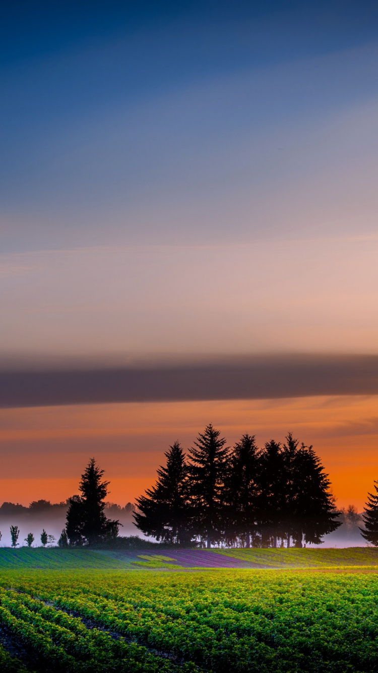 Green Grass Field With Trees Under Blue Sky During Daytime. Wallpaper in 750x1334 Resolution